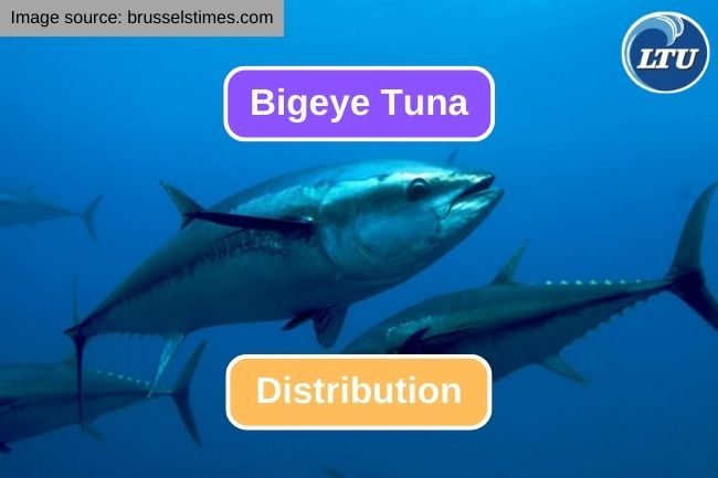 Exploring the Distribution of Bigeye Tuna